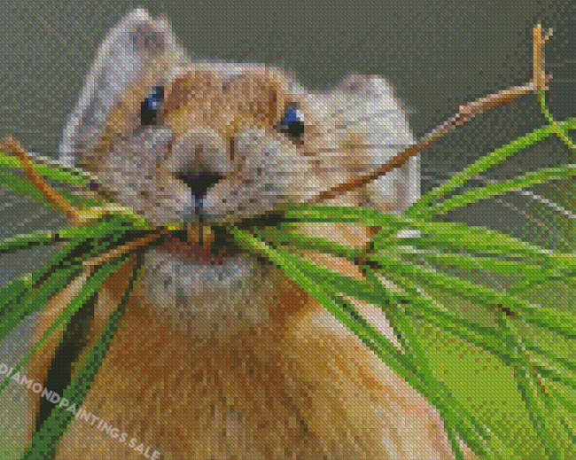 Aesthetic American Pika Diamond Painting