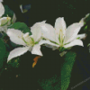 Bauhinia Variegata White Flowers Diamond Painting