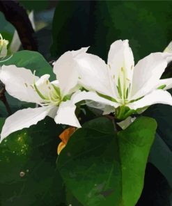 Bauhinia Variegata White Flowers Diamond Painting