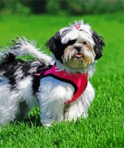 Black And White Shih Tzu Puppy Wearing Her Little Pink Harness Diamond Painting