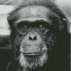 Black And White Chimpanzee Diamond Painting