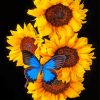 Blue Butterfly On Sunflowers Diamond Painting