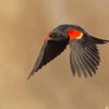 Flying Red Winged Blackbird Diamond Painting