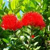 Pohutukawa Tree Flower Diamond Painting