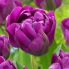 Purple Peony Tulips Diamond Painting