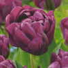 Purple Peony Tulips Diamond Painting