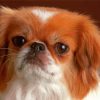 Small Tibetan Spaniel Diamond Painting