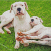 Adorable Dogo Argentino Dogs Diamond Painting
