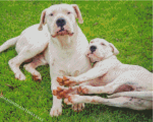 Adorable Dogo Argentino Dogs Diamond Painting