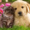 Adorable Tabby Kitten And Golden Spaniel Puppy Diamond Painting