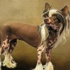 Aesthetic Chinese Crested Dog Diamond Painting