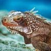 Aesthetic Marine Iguana Animal Diamond Painting