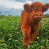 Baby Brown Cow In Farm Diamond Painting