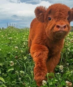 Baby Brown Cow In Farm Diamond Painting