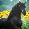 Black Horse With Sunflowers Diamond Painting