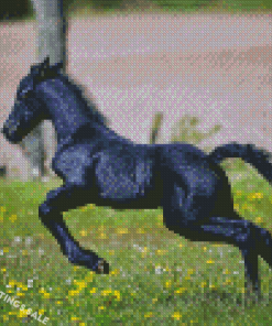 Black Horse Child Diamond Painting