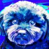 Blue Maltipoo Diamond Painting