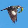 Flying Acorn Woodpecker Diamond Painting