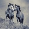 Monochrome Horse Couple Art Diamond Painting