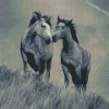 Monochrome Horse Couple Art Diamond Painting