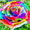 Rainbow Flower Diamond Painting