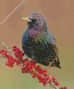 Starling On A Red Berry Branch Diamond Painting
