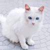 White Cat With Blue Eyes Diamond Painting