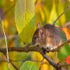 Field Mouse On A Branch Diamond Painting