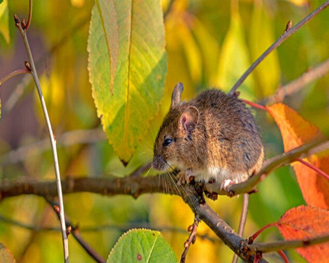 Field Mouse On A Branch Diamond Painting