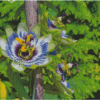 Aesthetic Blue Passion Flower Diamond Painting