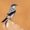 Aesthetic Loggerhead Shrike Diamond Painting