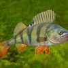 Aesthetic Perch Fish Diamond Painting