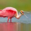 Aesthetic Roseate Spoonbill Diamond Painting