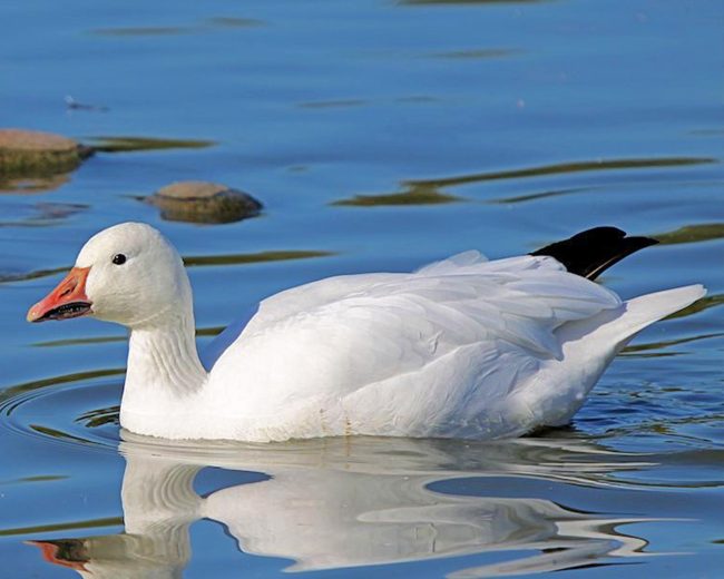 Aesthetic Snow Goose Diamond Painting