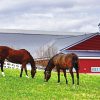 Brown Horses Farm Diamond Painting