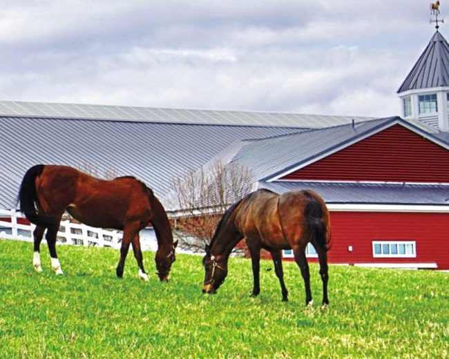 Brown Horses Farm Diamond Painting