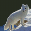 Arctic Fox Diamond Painting