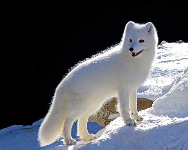 Arctic Fox Diamond Painting