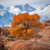 The Tree In Lone Pine California Diamond Painting