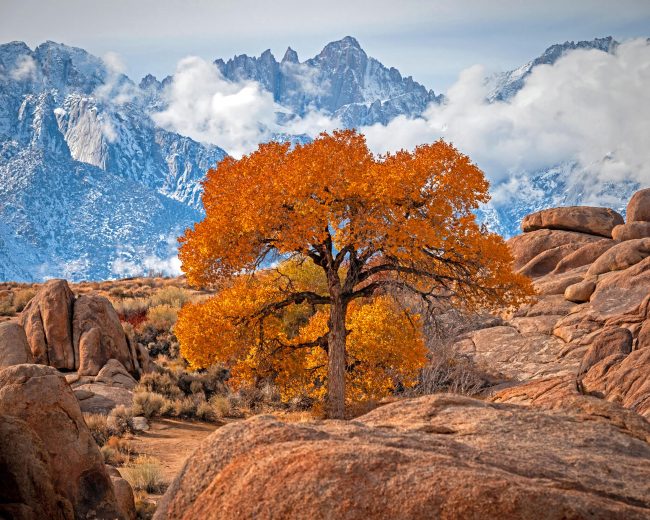 The Tree In Lone Pine California Diamond Painting