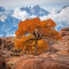 The Tree In Lone Pine California Diamond Painting