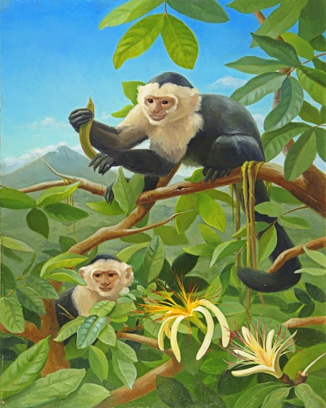 Capuchin Monkey On Tree Diamond Painting