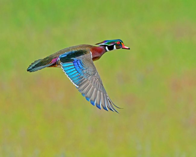 Colorful Mallard Duck Flying Diamond Painting