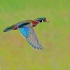 Colorful Mallard Duck Flying Diamond Painting