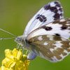 Black And White Butterfly On Yellow Flower Diamond Painting