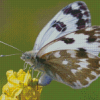 Black And White Butterfly On Yellow Flower Diamond Painting