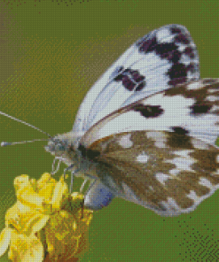 Black And White Butterfly On Yellow Flower Diamond Painting