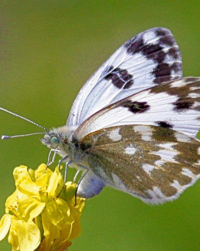 Black And White Butterfly On Yellow Flower Diamond Painting