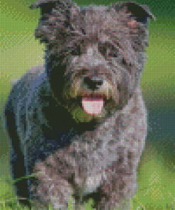 Black Cairn Terrier Dog Diamond Painting