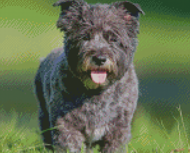 Black Cairn Terrier Dog Diamond Painting